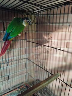 Green cheek Conure