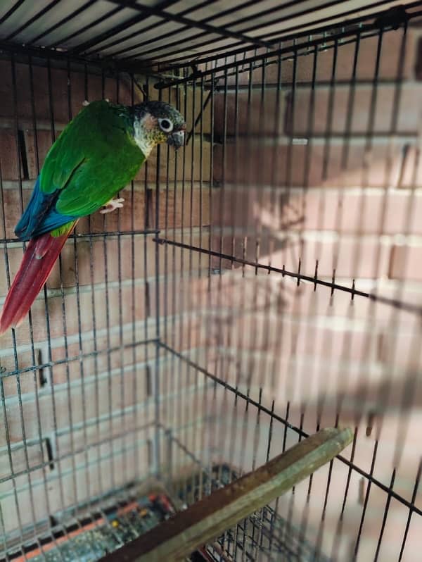 Green cheek Conure 0