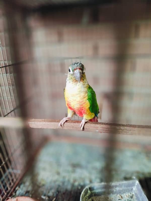 Green cheek Conure 1