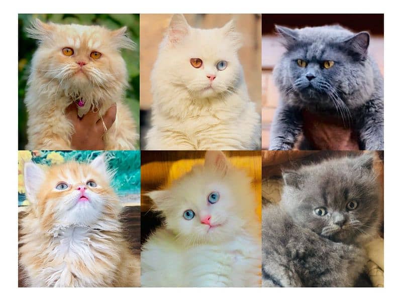 Persian hamalian british punch face piki face cat's and kitten's 0