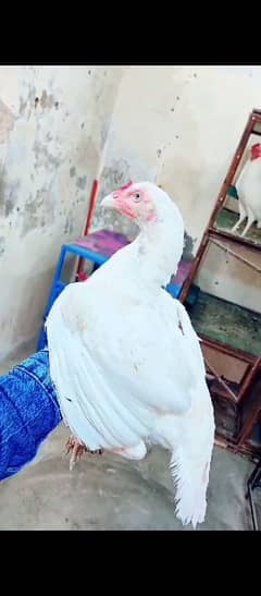 Hera aseel pair for sale whatapp 03175504062