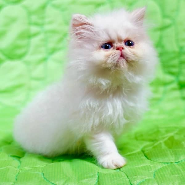 perisan /kittens/ //Kittens for sale / 5