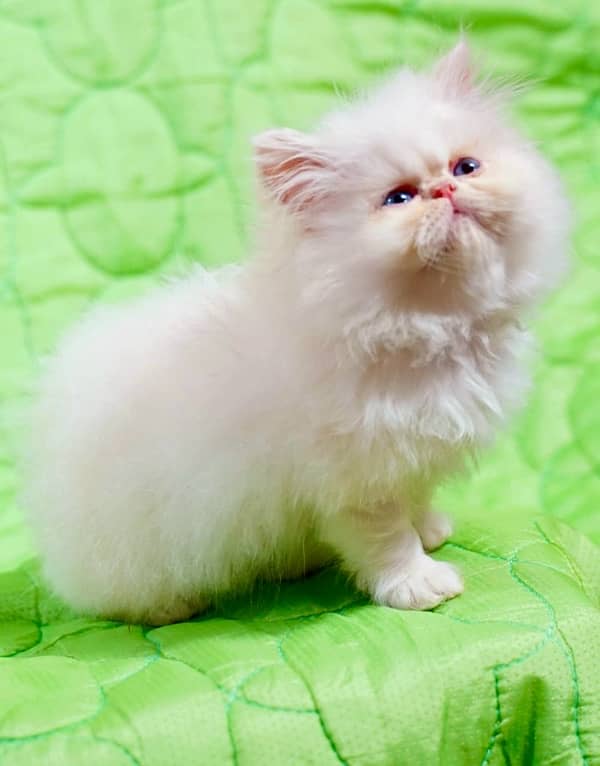 perisan /kittens/ //Kittens for sale / 6