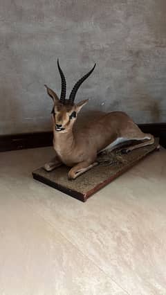 real stuffed deer