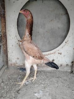 Japanese shamo female