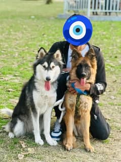 German shepherd and husky both