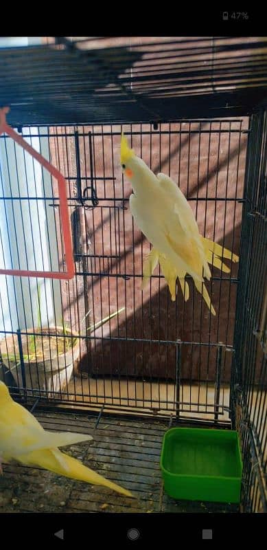 Cream cockatiel male 0