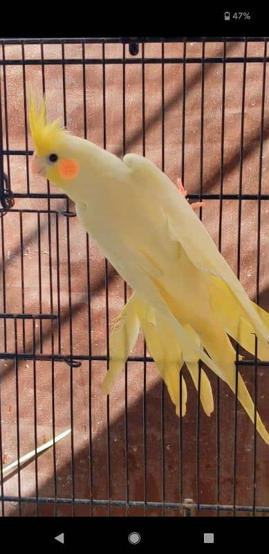 Cream cockatiel male 1