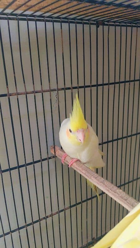 Cream cockatiel male 2