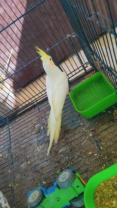 Cream cockatiel male 3