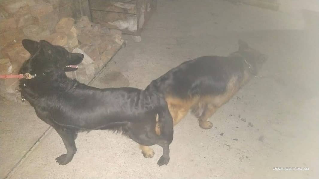 German Shepherd Long Coat | German Shepherd Female For Sale 1