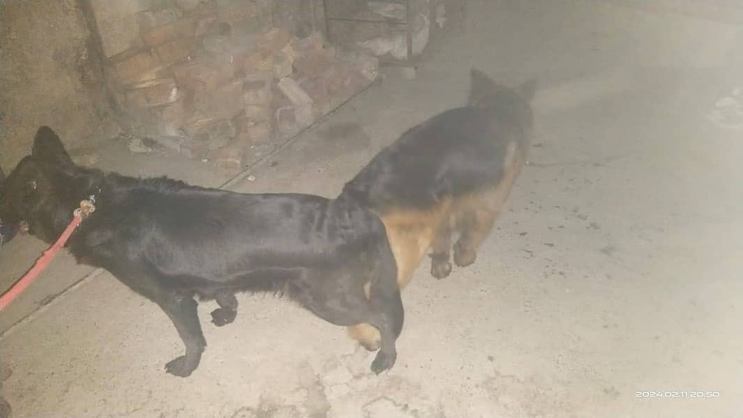 German Shepherd Long Coat | German Shepherd Female For Sale 2