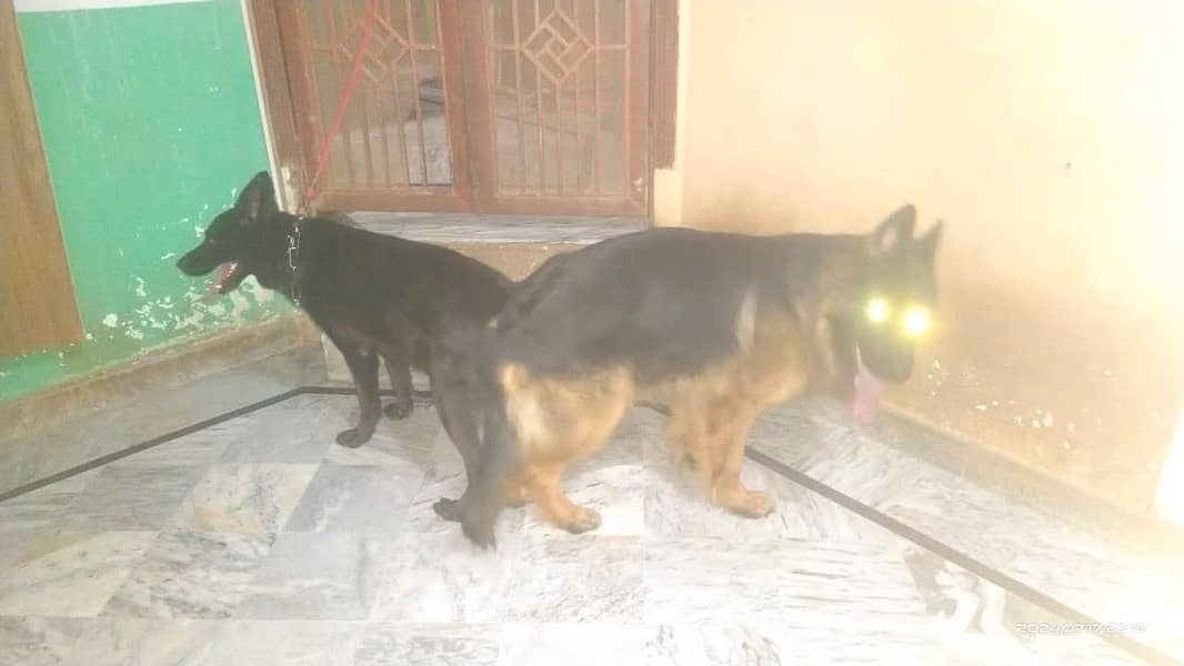 German Shepherd Long Coat | German Shepherd Female For Sale 3