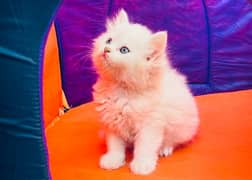 Pure Persian Adorable Kitten Available