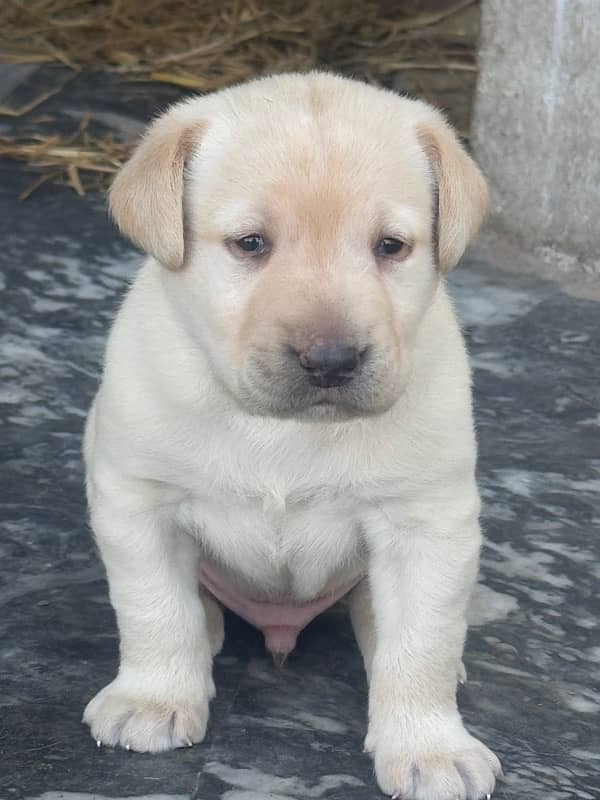 Labrador Puppy 0