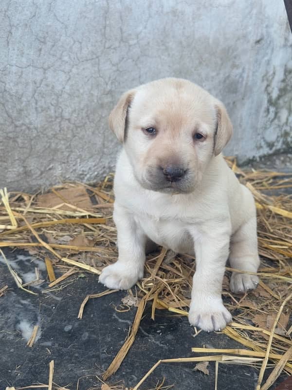 Labrador Puppy 1