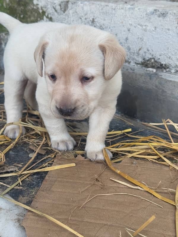 Labrador Puppy 2