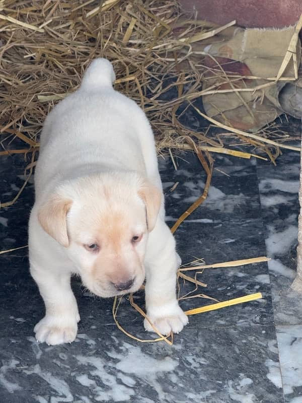 Labrador Puppy 3