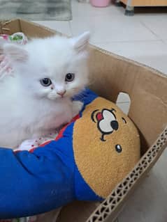 Pure White persian cat