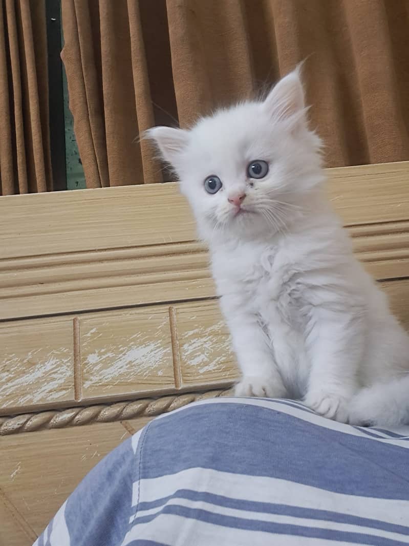 Pure White persian Kitten 1