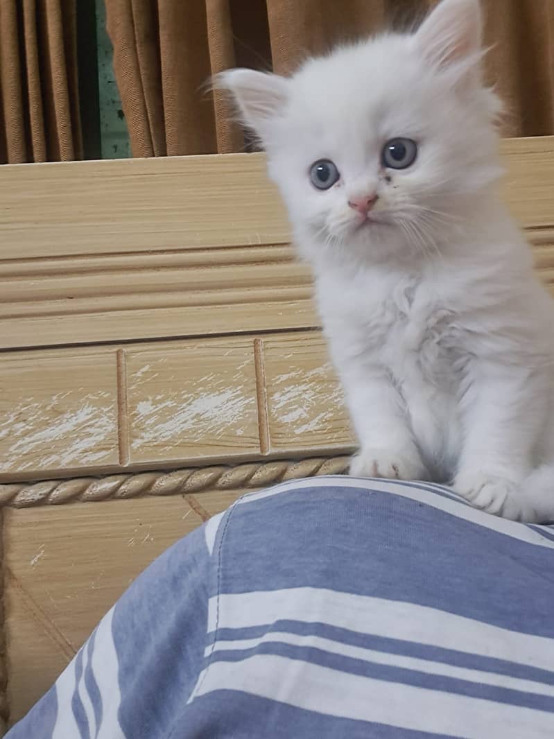 Pure White persian Kitten 2