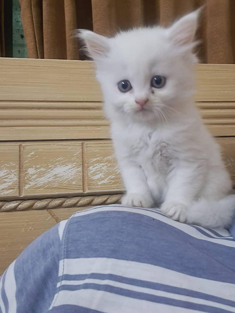 Pure White persian Kitten 3