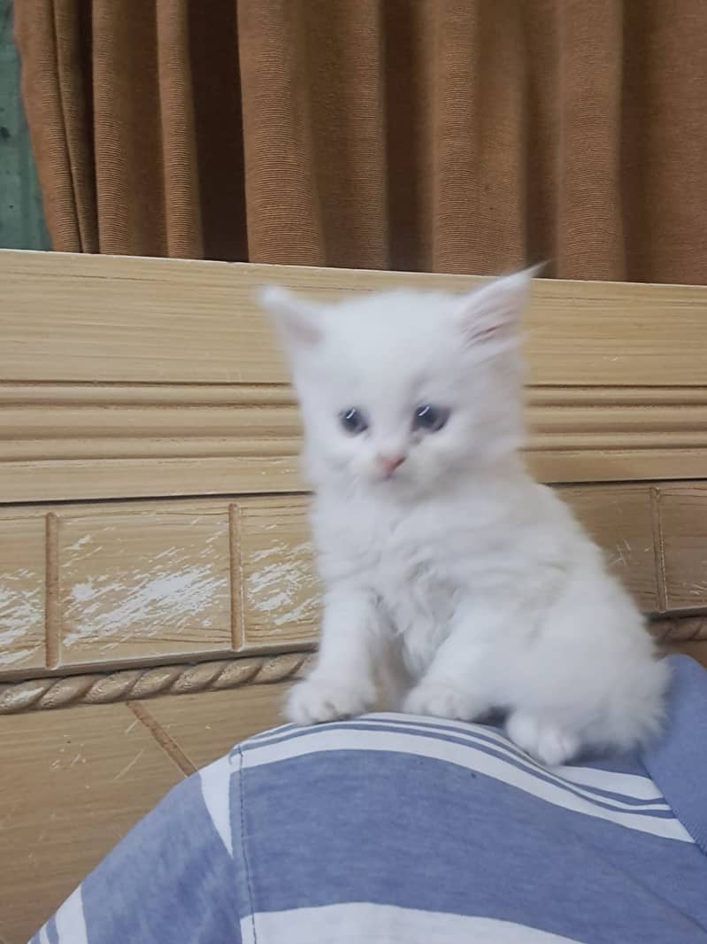 Pure White persian Kitten 4