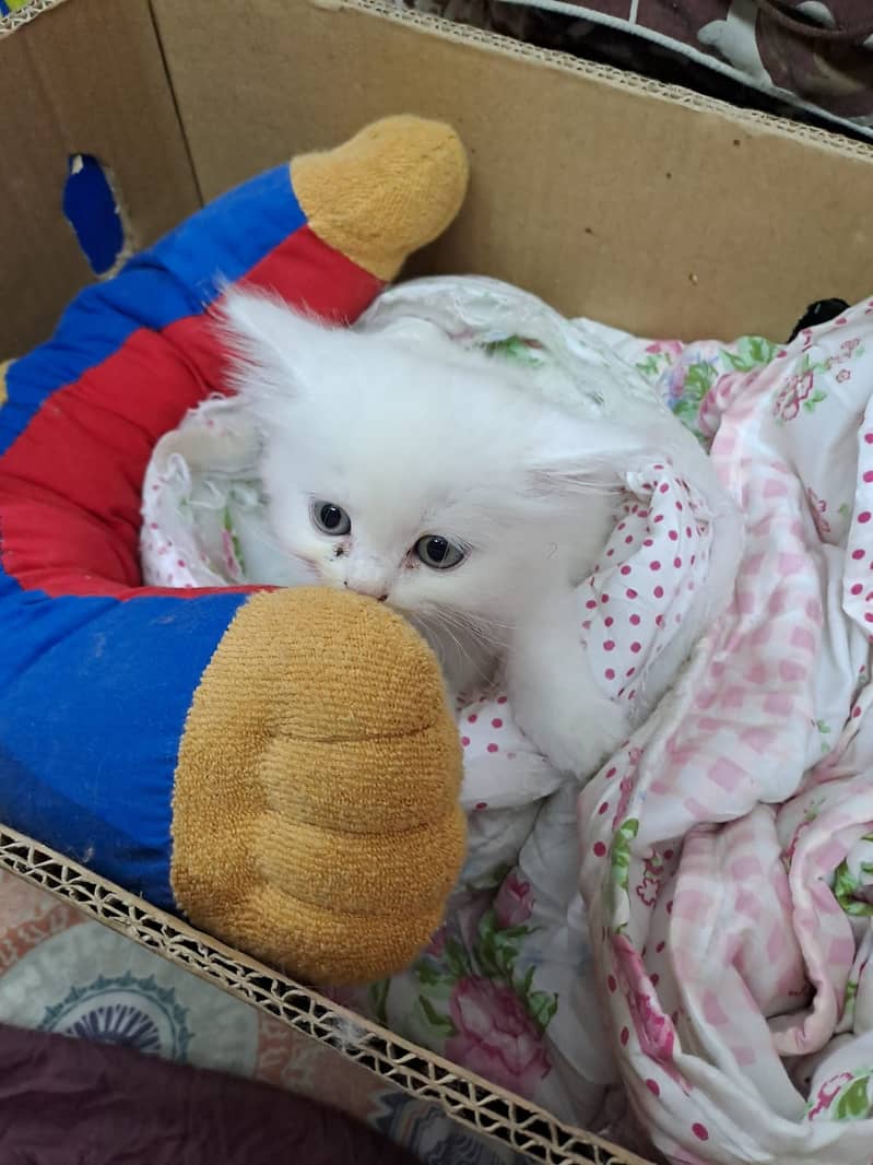 Pure White persian Kitten 6