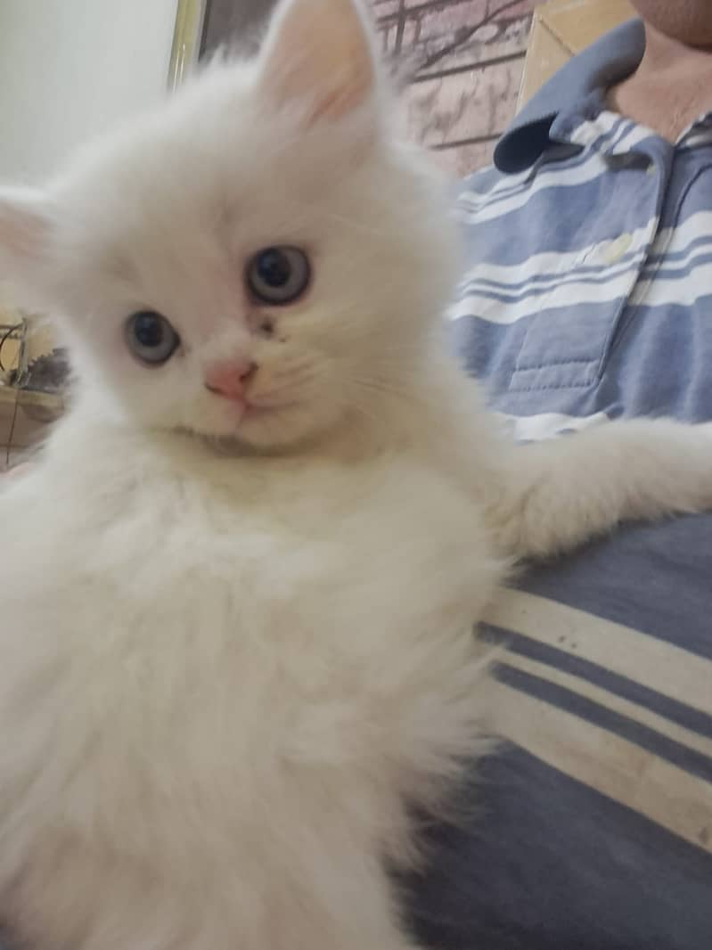 Pure White persian Kitten 7