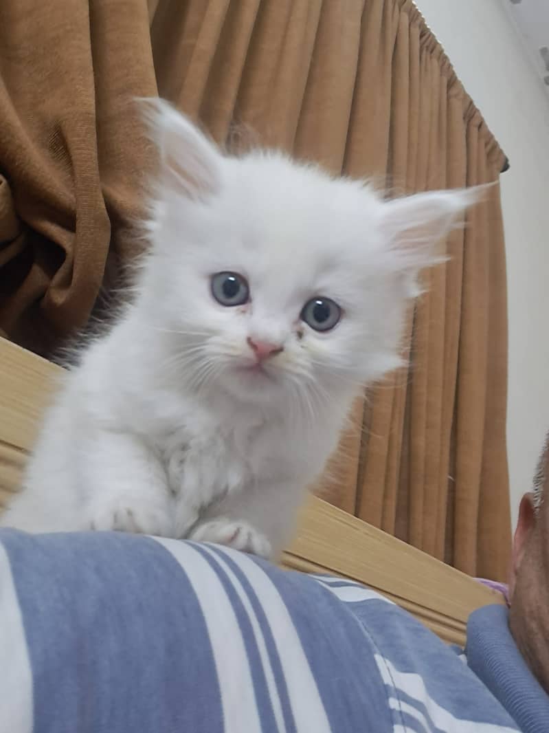 Pure White persian Kitten 8