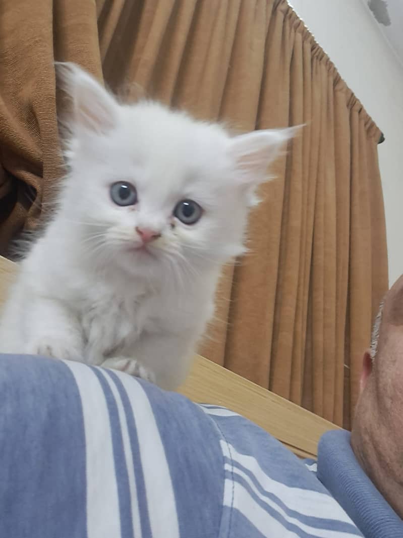 Pure White persian Kitten 9