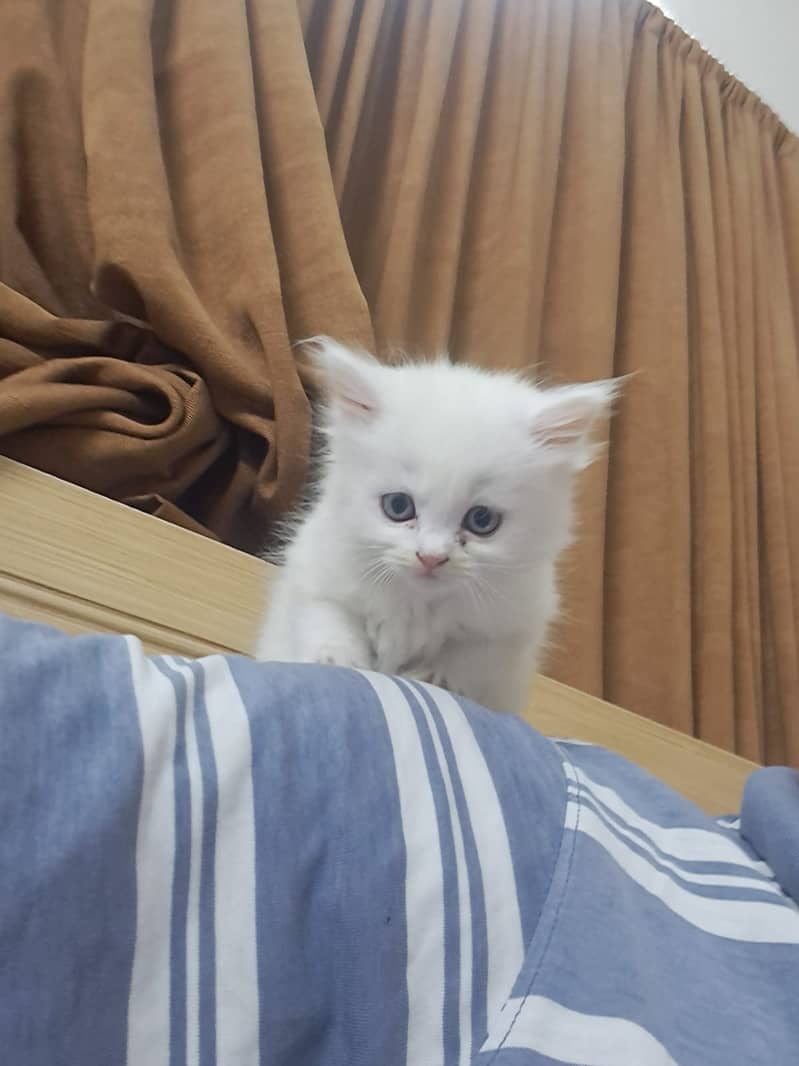 Pure White persian Kitten 10