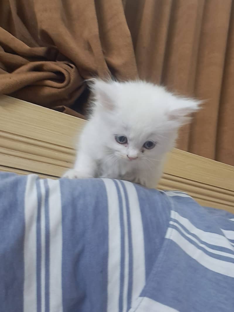 Pure White persian Kitten 11