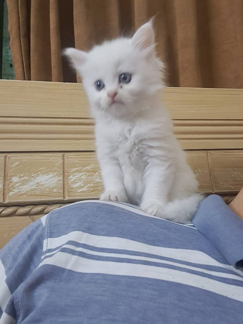 Pure White persian Kitten 12