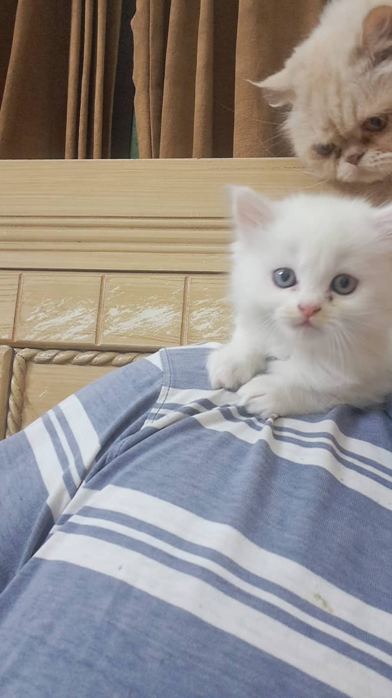 Pure White persian Kitten 13