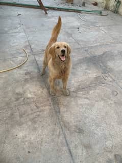 Golden Retriever Female