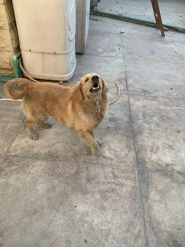 Golden Retriever Female 1