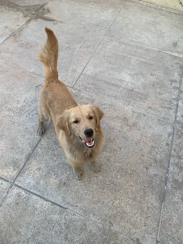 Golden Retriever Female 2