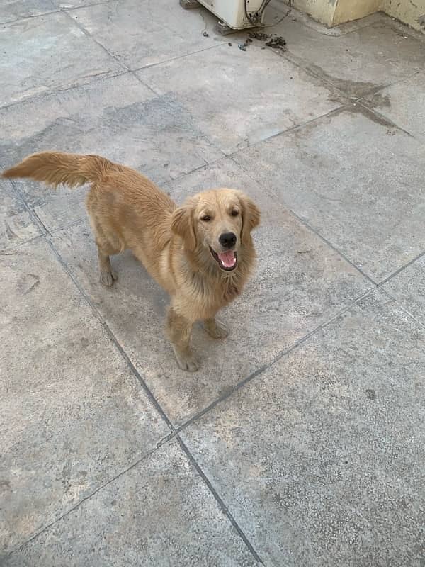 Golden Retriever Female 3