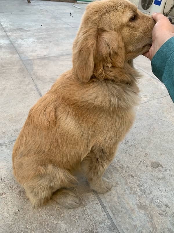 Golden Retriever Female 4