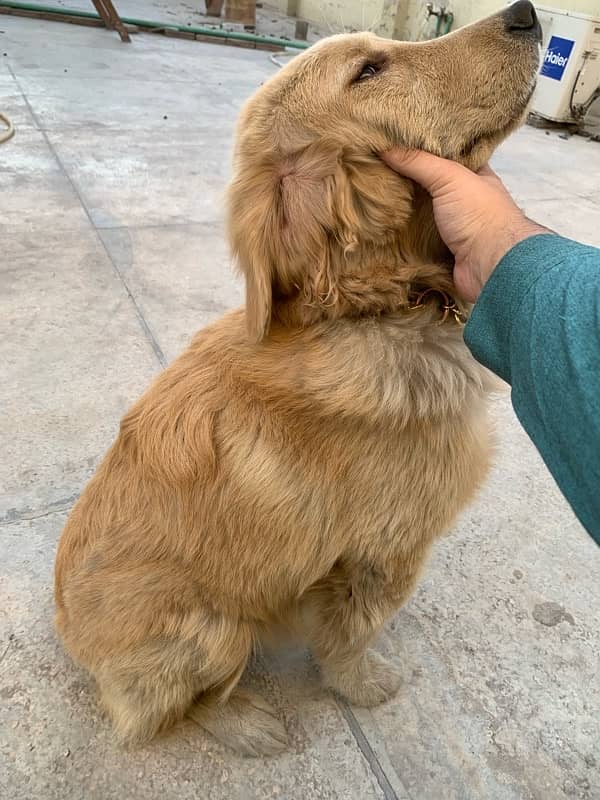 Golden Retriever Female 5