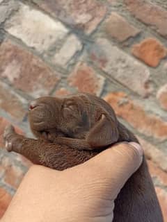 German shorthaired pointer femail puppy