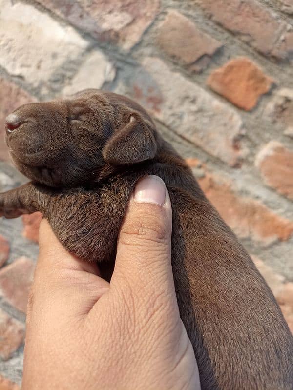 German shorthaired pointer femail puppy 1