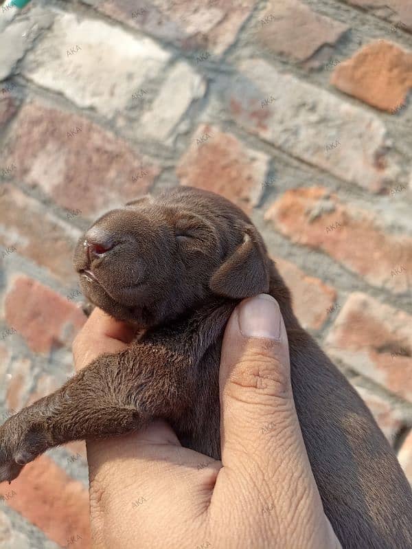 German shorthaired pointer femail puppy 2