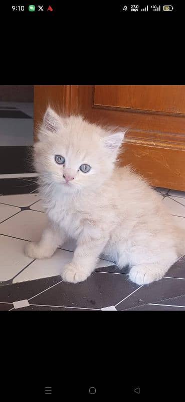 persian kitten 3 months vacinated pair available 0