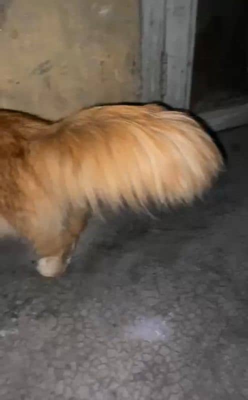 Persian cat 2