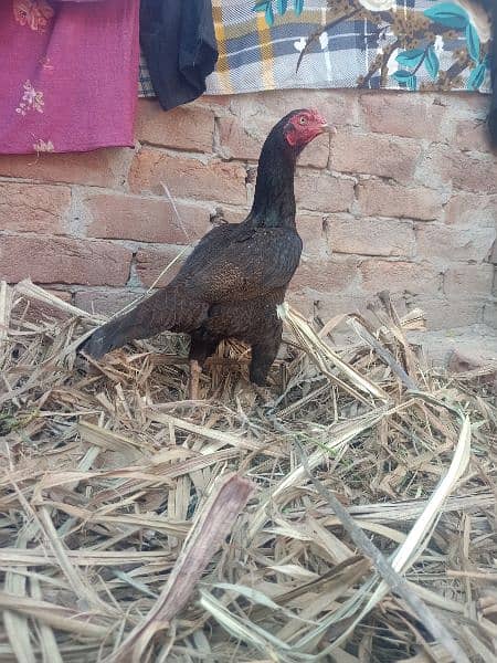 Pure Aseel Hen For sale. 0