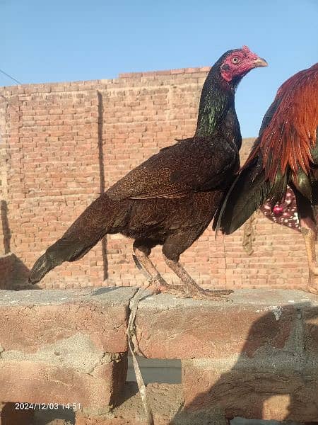 Pure Aseel Hen For sale. 1