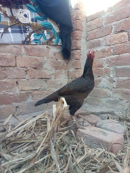 Pure Aseel Hen For sale. 4