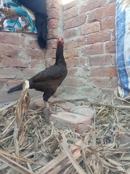 Pure Aseel Hen For sale. 6